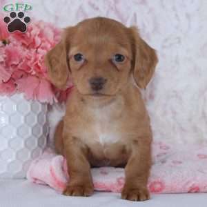 Brianna, Dachshund Puppy